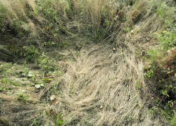 Katherine Wolkoff Meditates on Absence in Her Tender Pictures of Deer Beds — Colossal