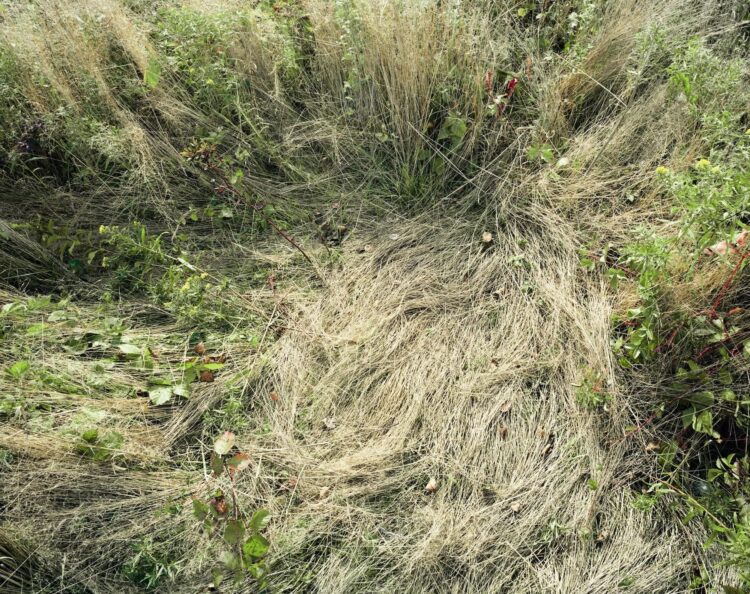 Katherine Wolkoff Meditates on Absence in Her Tender Pictures of Deer Beds — Colossal
