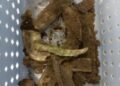 Bronze Age hoard present in Czech Republic  – The Historical past Weblog