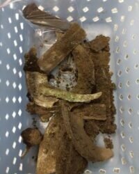 Bronze Age hoard present in Czech Republic  – The Historical past Weblog