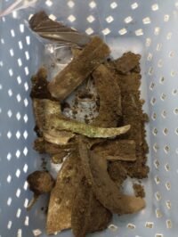 Bronze Age hoard present in Czech Republic – The Historical past Weblog