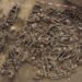 males in Roman mass grave underneath Vienna soccer discipline took many photographs to the groin – The Historical past Weblog