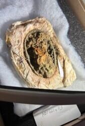 Viking girl’s grave with uncommon surviving textiles present in Western Jutland – The Historical past Weblog