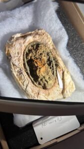 Viking girl’s grave with uncommon surviving textiles present in Western Jutland – The Historical past Weblog