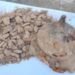 Iron Age defend boss present in Polish scrapyard – The Historical past Weblog