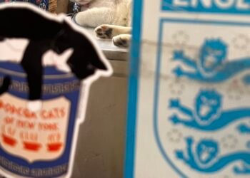 ‘Bodega Cats of New York’ Advocates for the Metropolis’s Beloved Feline Shopkeepers — Colossal