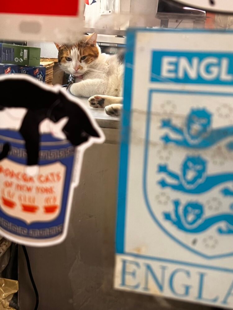 ‘Bodega Cats of New York’ Advocates for the Metropolis’s Beloved Feline Shopkeepers — Colossal