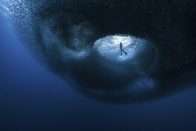 The Ocean Photographer of the 12 months Finalists Spotlight the Sorrowful and Elegant — Colossal