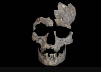 Scientists Uncover the Earliest Proof of Drug Use in 25,000-Yr-Outdated Tooth