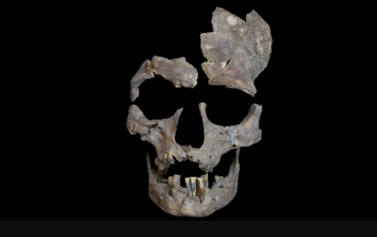 Scientists Uncover the Earliest Proof of Drug Use in 25,000-Yr-Outdated Tooth