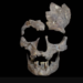 Scientists Uncover the Earliest Proof of Drug Use in 25,000-Yr-Outdated Tooth