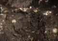 Roman silver coin hoard discovered on Gotland – The Historical past Weblog