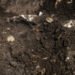 Roman silver coin hoard discovered on Gotland – The Historical past Weblog