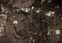 Roman silver coin hoard discovered on Gotland – The Historical past Weblog