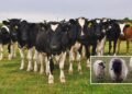 Medieval England: Individuals Labored Carefully Collectively With Cattle As Vital Members Of The Workforce