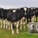 Medieval England: Individuals Labored Carefully Collectively With Cattle As Vital Members Of The Workforce