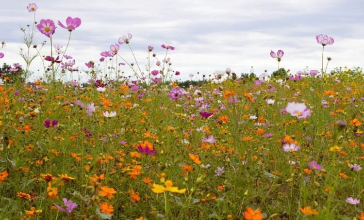 Have a Pretty (Lengthy) Weekend.