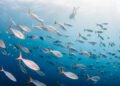 Gentle Under the Floor – An Underwater Pictures Information to Raja Ampat Diving