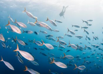 Gentle Under the Floor – An Underwater Pictures Information to Raja Ampat Diving