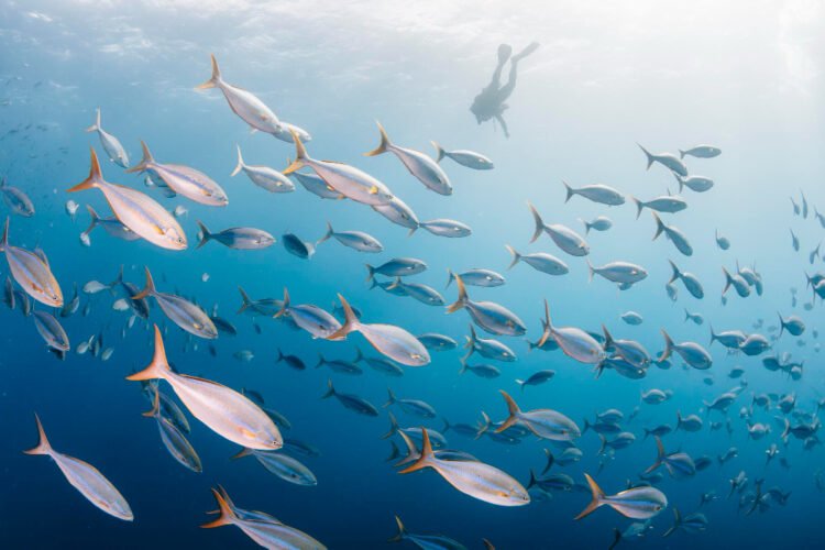 Gentle Under the Floor – An Underwater Pictures Information to Raja Ampat Diving
