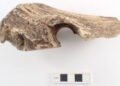 Uncommon Bronze Age deer antler axes present in Sweden – The Historical past Weblog