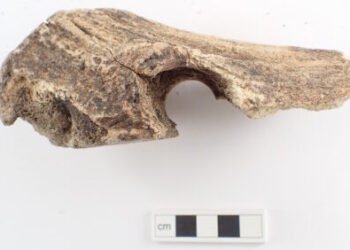 Uncommon Bronze Age deer antler axes present in Sweden – The Historical past Weblog
