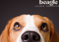 Lauren Anderson advocates for animals on “Ridglan Beagle”
