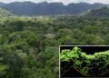 LiDAR Reveals How The Historical Maya Civilisation Formed Right now’s ‘Pristine’ Rainforests
