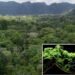 LiDAR Reveals How The Historical Maya Civilisation Formed Right now’s ‘Pristine’ Rainforests