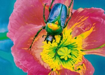 Photographer Elizaveta Porodina Turns Her Luminous Lens to Bugs — Colossal