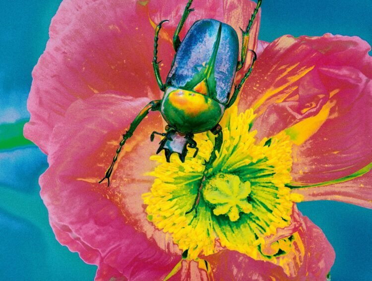 Photographer Elizaveta Porodina Turns Her Luminous Lens to Bugs — Colossal